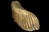 Palaeoloxodon (Mammoth Relative) Molar - Collector Quality! #137178-6